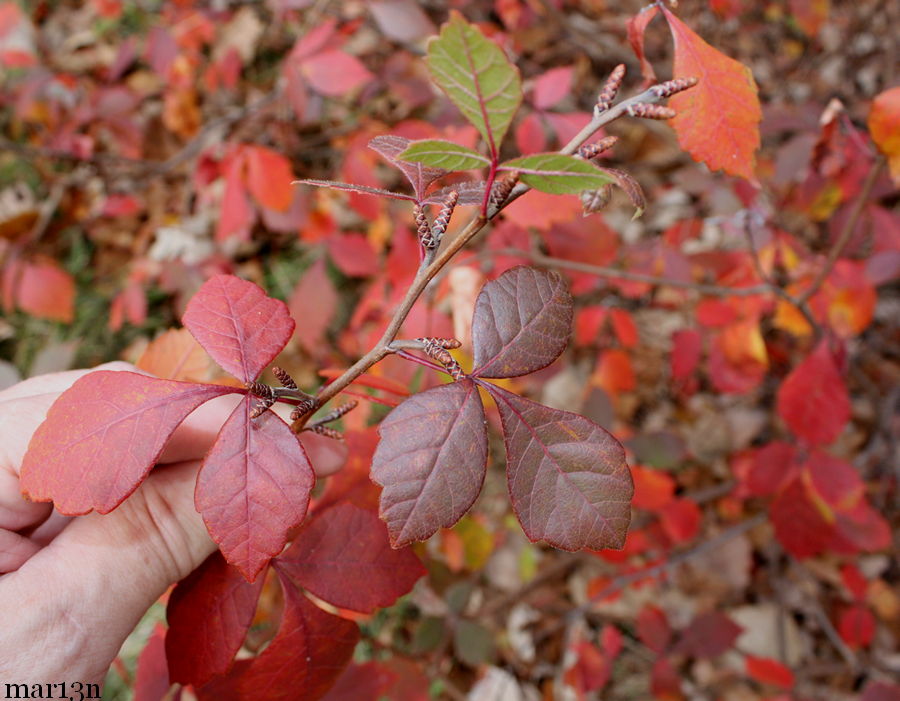 color photograph of Fragrant sumac foliage and catkins