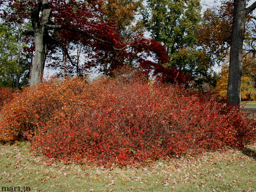 color photo Aromatic sumac shown with scarlet oak - Quercus coccinea