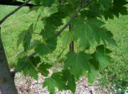 Freeman's Maple 