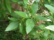 Fringe Tree