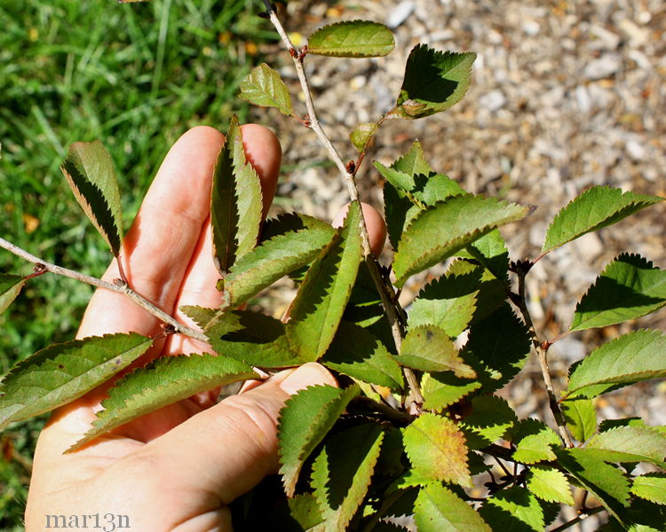 Fuji Cherry incised foliage