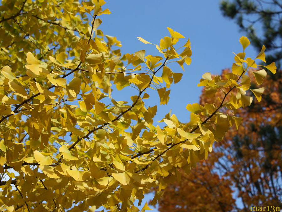 Ginkgo fall foliage against blue sky