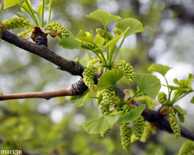 male ginkgo catkins in early spring