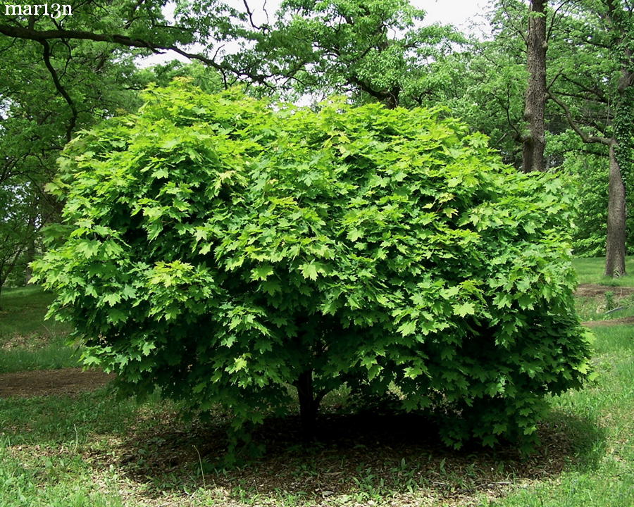 color photograph of Globe Norway Maple