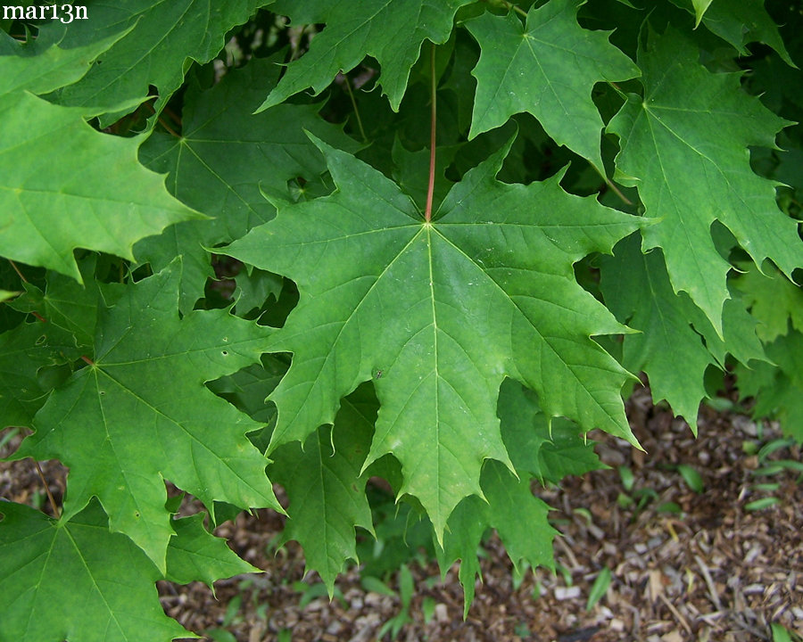 Globe Norway Maple foliage