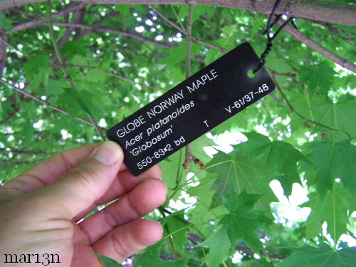 Globe Norway Maple accession tag
