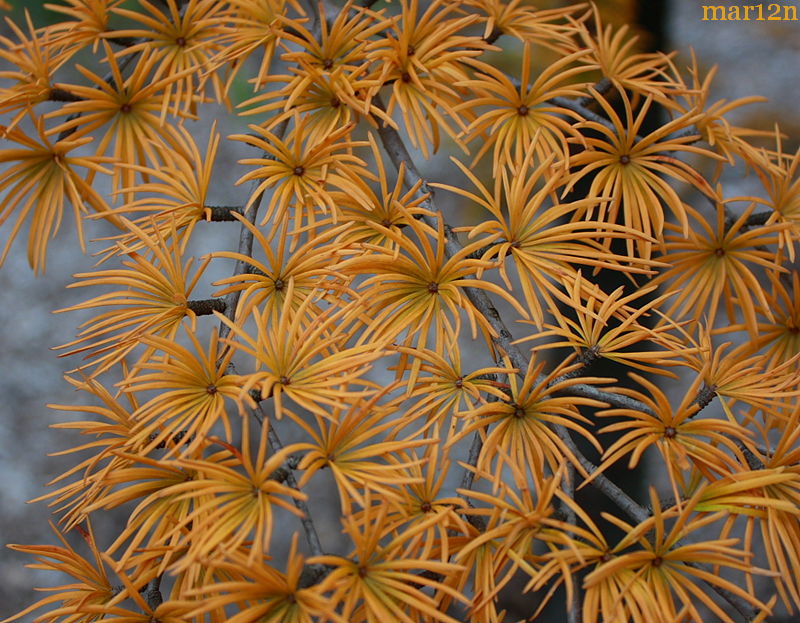 color photograph Golden Larch needles