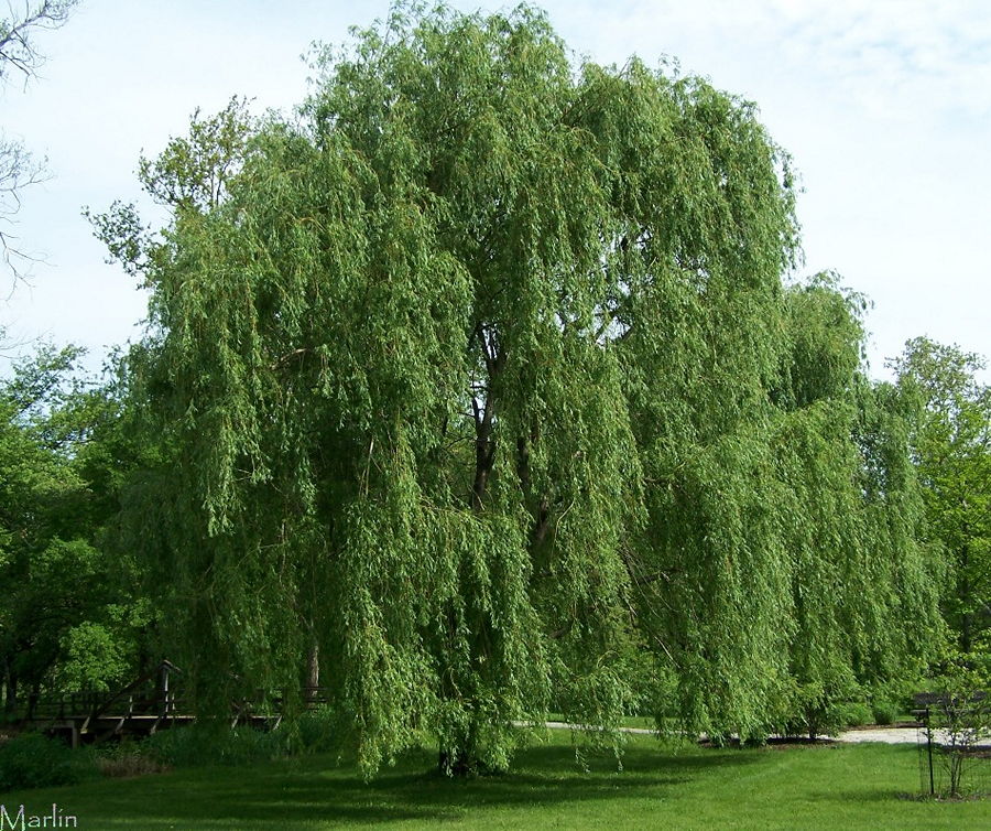 Golden Weeping Willow 