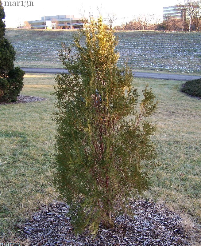 Funeral Cypress