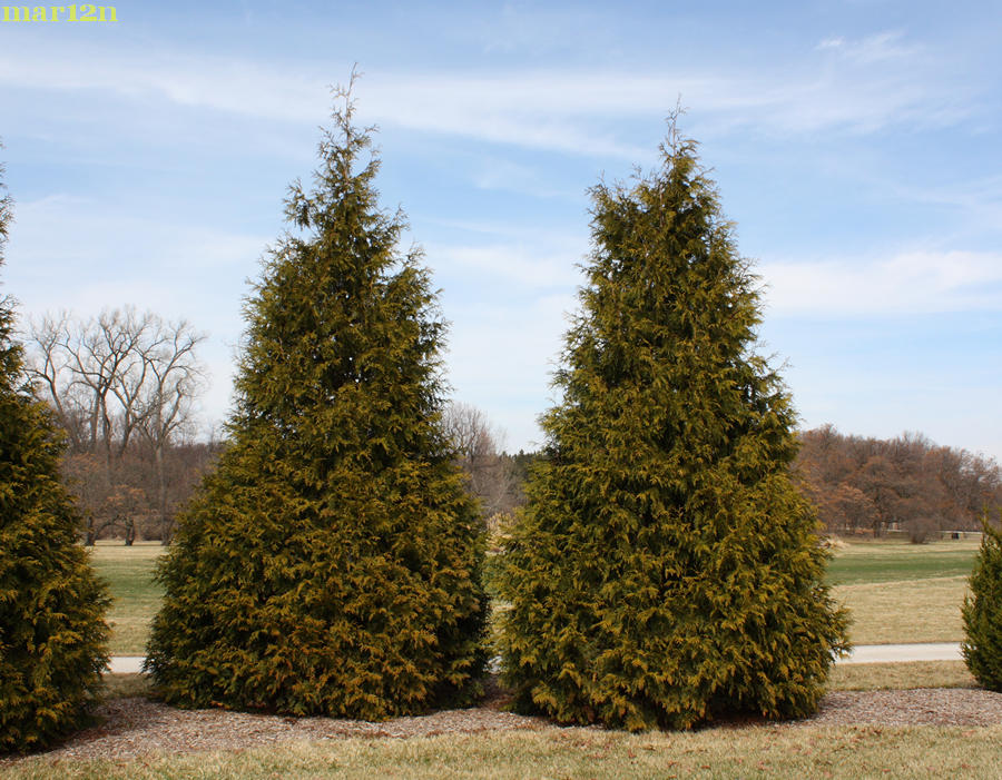 Green Giant Arborvitae - Thuja 'Green Giant'