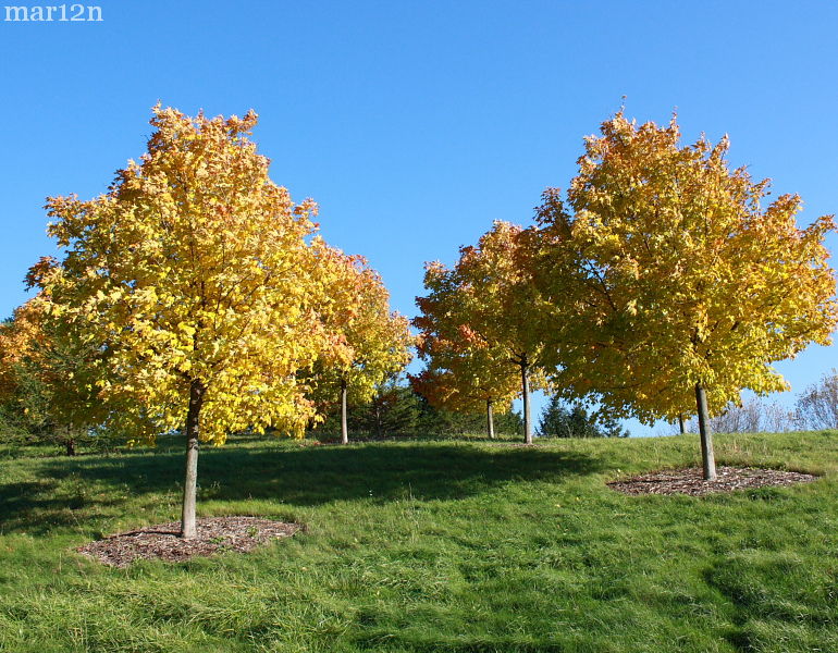 Green Mountain Sugar Maples