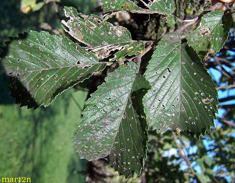 Greuneveld Holland Elm Foliage