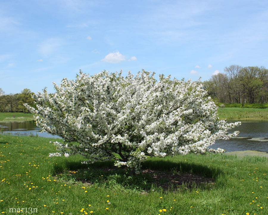 Hall Crabapple