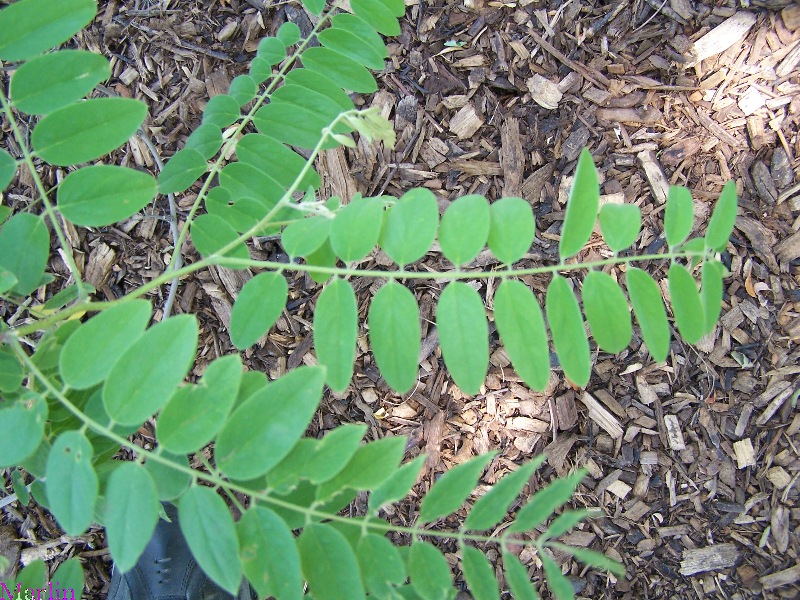 color photo of Hartwig locust pinnate foliage