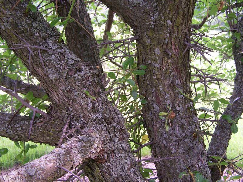 Cockspur Hawthorn bark and thorns