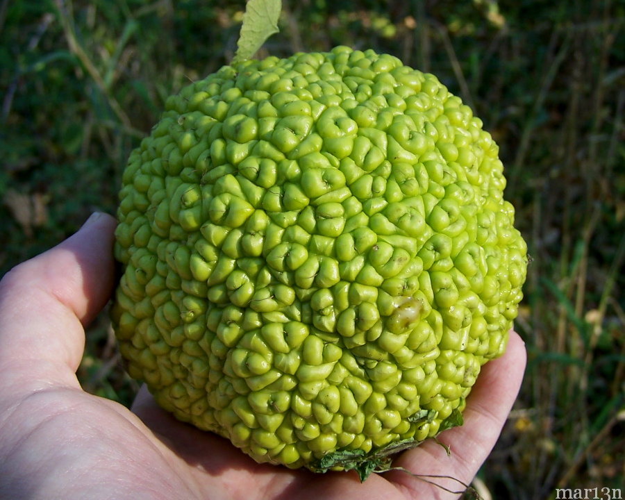 Osage Orange Hedgeapple