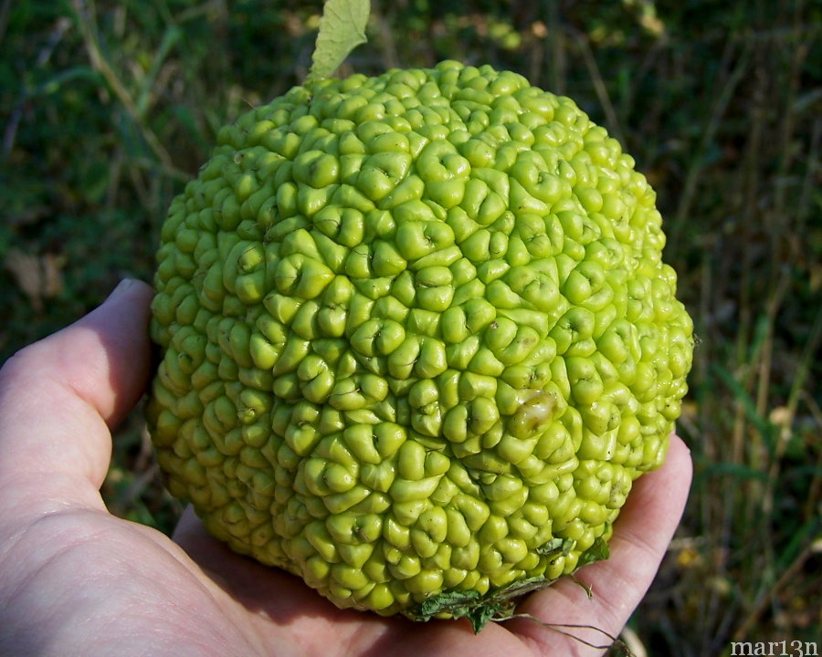 Osage Orange Hedgeapple