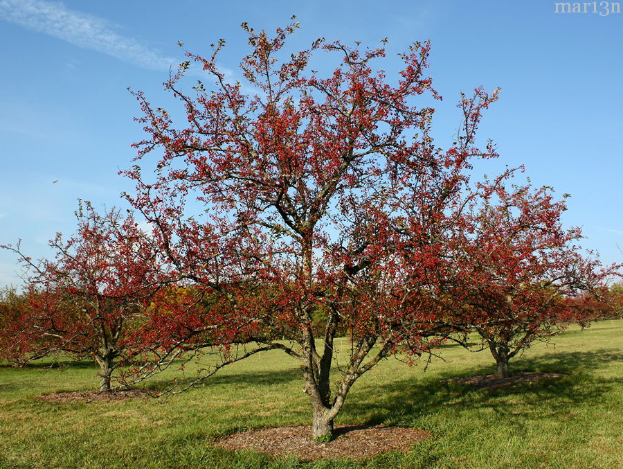 Henning Crabapples in winter fruit