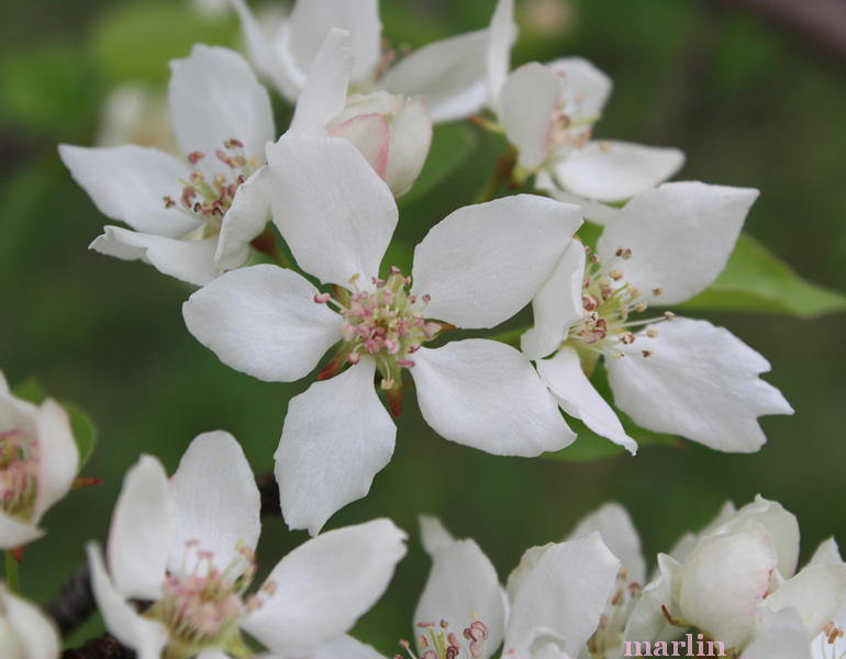 Himalayan Pear Blossoms