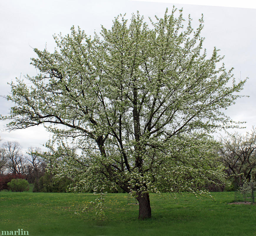 Himalayan Pear Tree