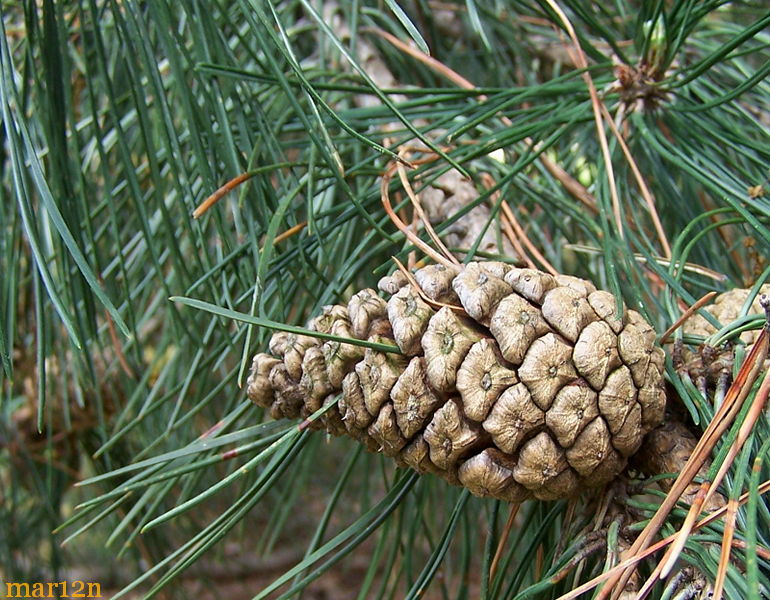 Himalayan White Pine cone