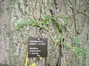 Honey Locust