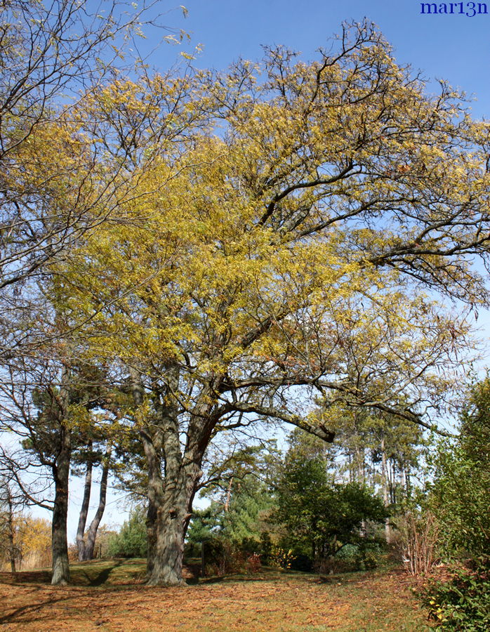 Honey Locust fall colors