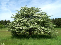 Hooks Hawthorn - Crataegus 'Hooks' 