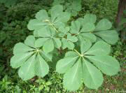 Common Horse-Chestnut