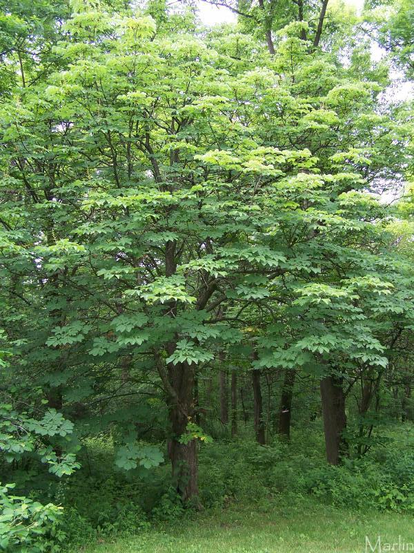 Horse Chestnut Tree