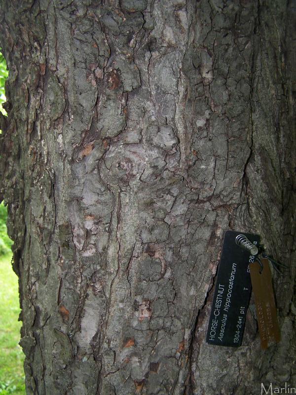 Horse Chestnut Bark