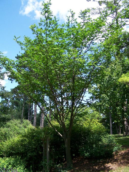 color photo India Quassia Tree