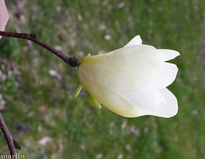 color photo Ivory Chalice Magnolia Flower