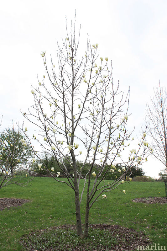 color photo Ivory Chalice Magnolia Tree