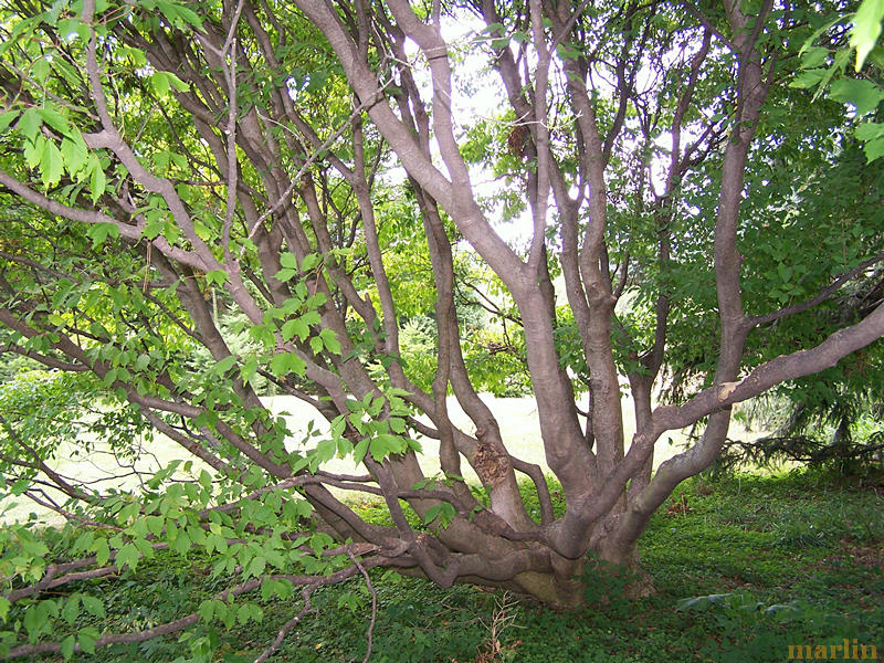 Ivy-Leaved Maple multiple trunks