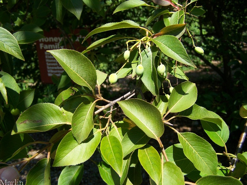 Jack Viburnum Foliage and Fruit