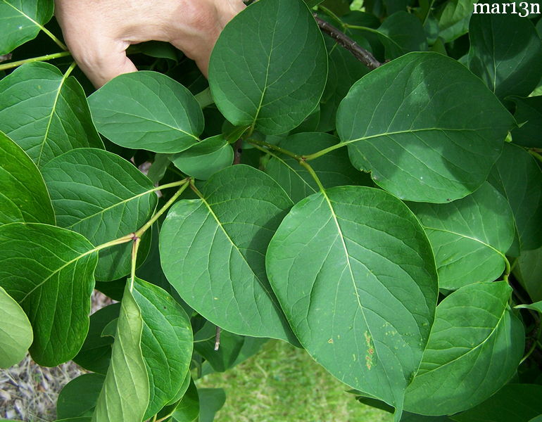 color photo Japanese tree lilac foliage