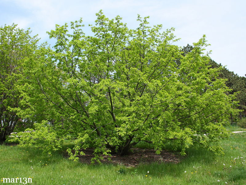 Japanese Bird Cherry - Prunus buergeriana