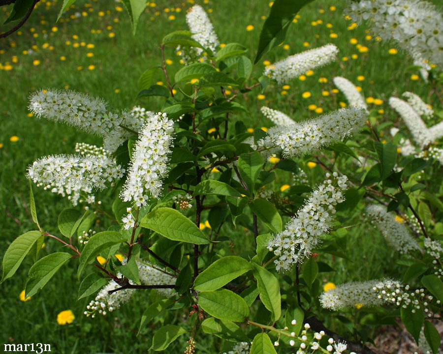 Gray's bird cherry blossoms - Prunus grayana