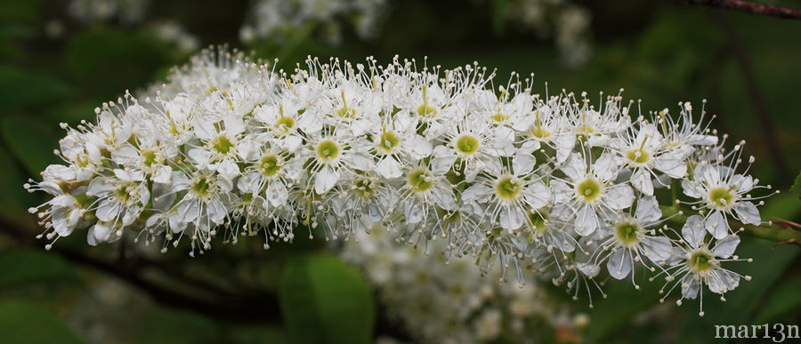 Japanese Bird Cherry flower raceme