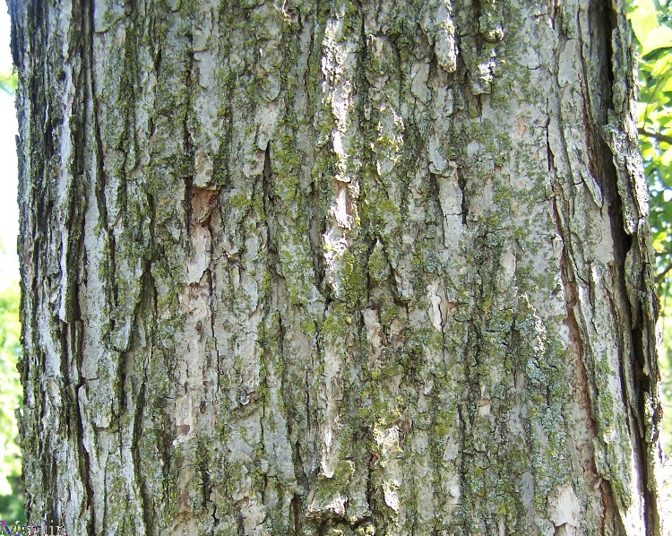 Elm Bark