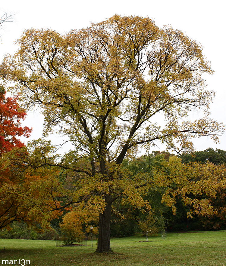 Japanese Elm in fall colors
