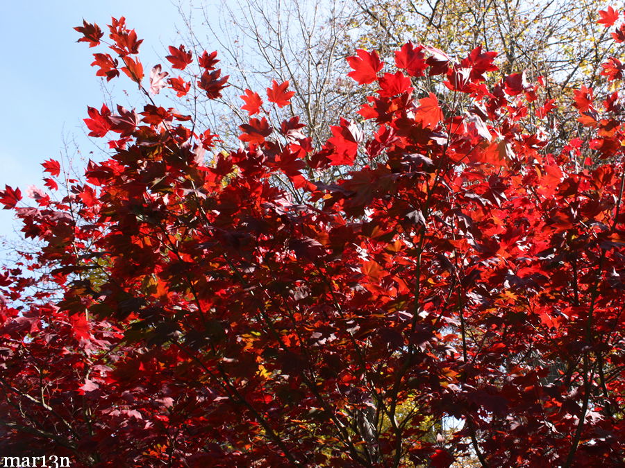 Japanese Maple Scarlet Fall Foliage