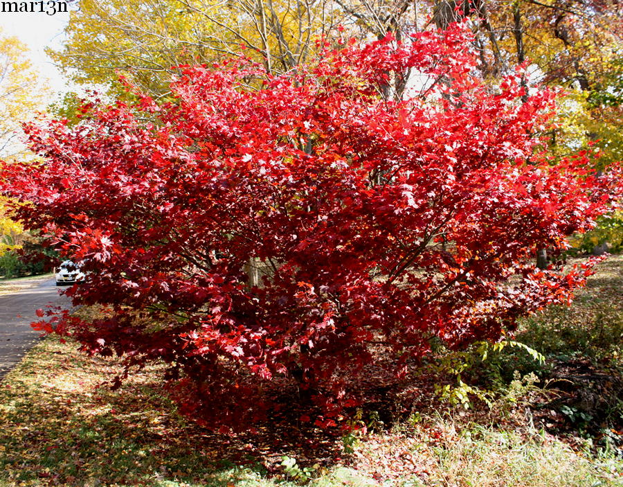 Japanese Maple