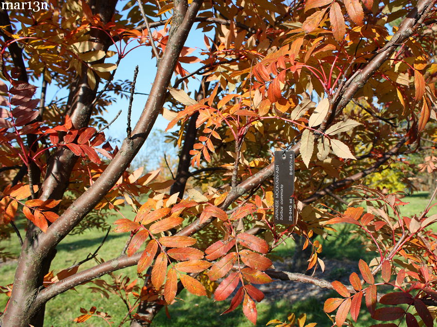 Japanese Mountain-Ash orange fall foliage