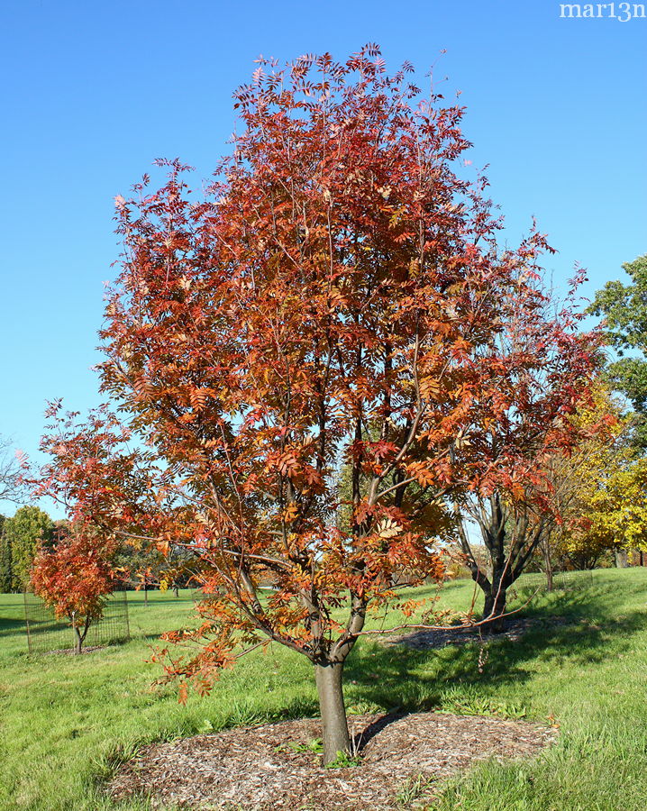 Japanese Mountain-Ash in fall colors