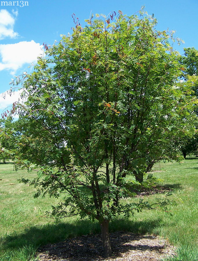 Japanese Mountain-Ash in summer