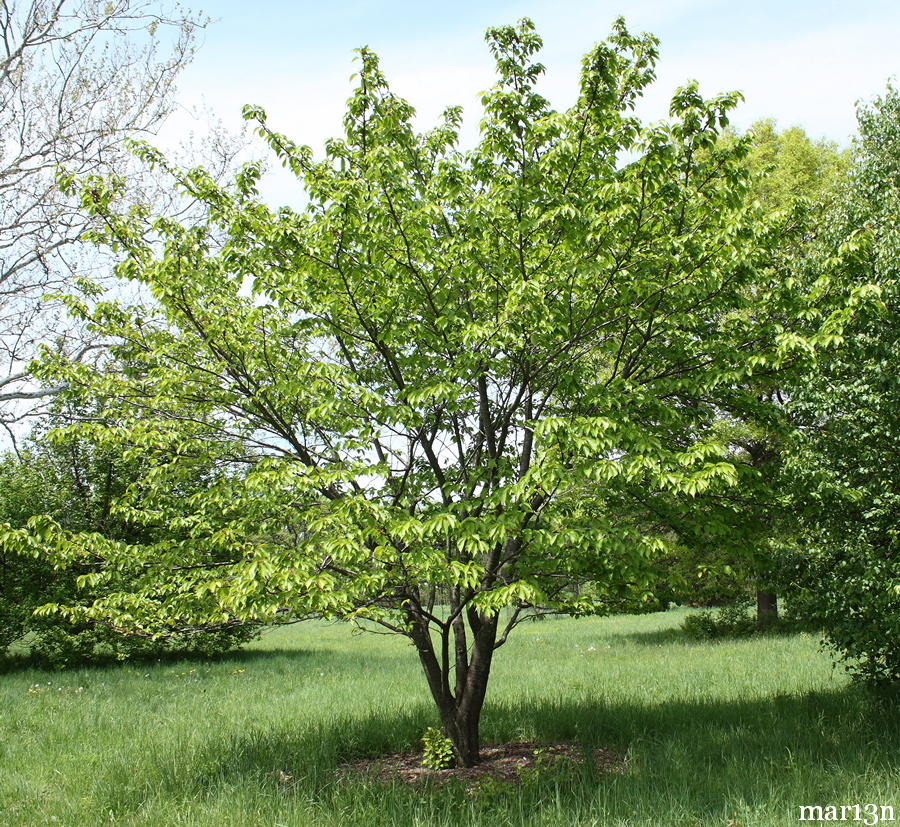 Japanese Mountain Cherry