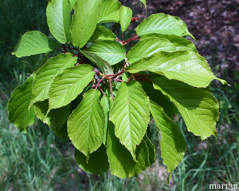 Japanese Mountain Cherry foliage