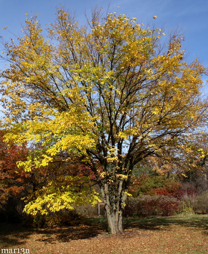 color photo Japanese mulberry tree in yellow fall colors